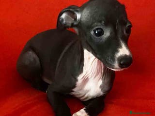 Pequeño Lebrel Italiano perros Lebrel Italiano Hembra 6224 de BN- AQUANATURA en Barcelona - Anuncio 26