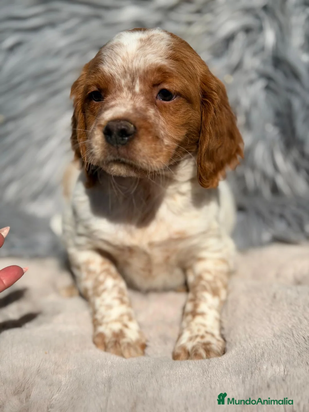 Épagneul Breton perros en venta: BRETÓN ESPAÑOL - Anuncio 2