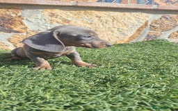 Teckel perros en venta: Hembra Teckel Blue Ojos Claros  - Imagen 3