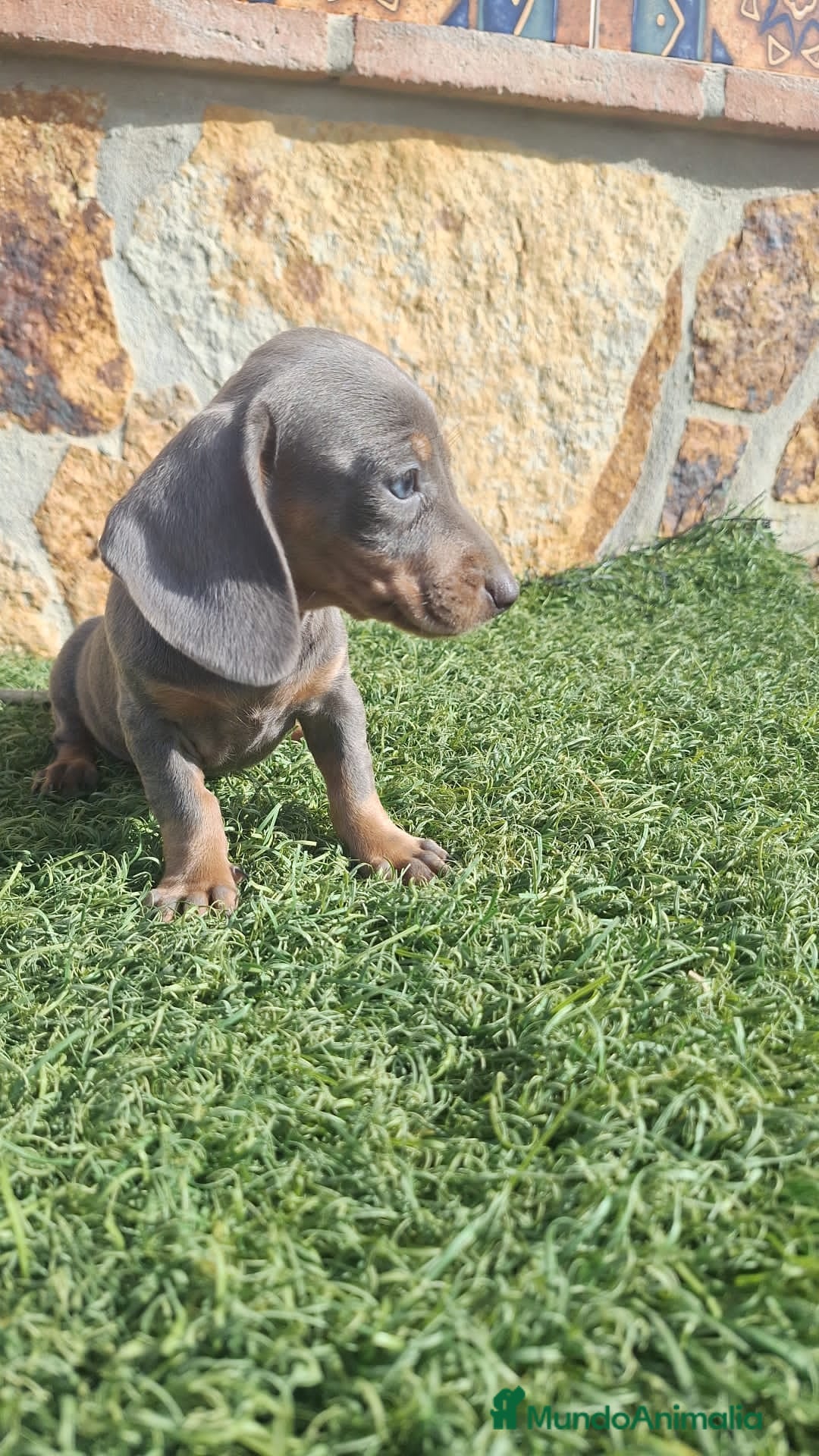 Teckel perros en venta: Hembra Teckel Blue Ojos Claros  - Imagen 3