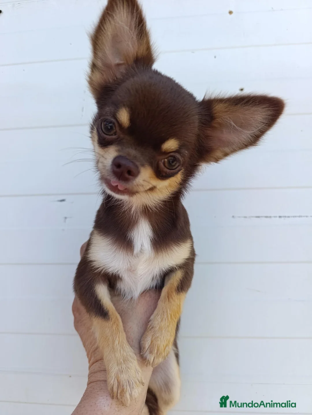 Chihuahua perros en venta: chihuahua pelo largo - Anuncio 1