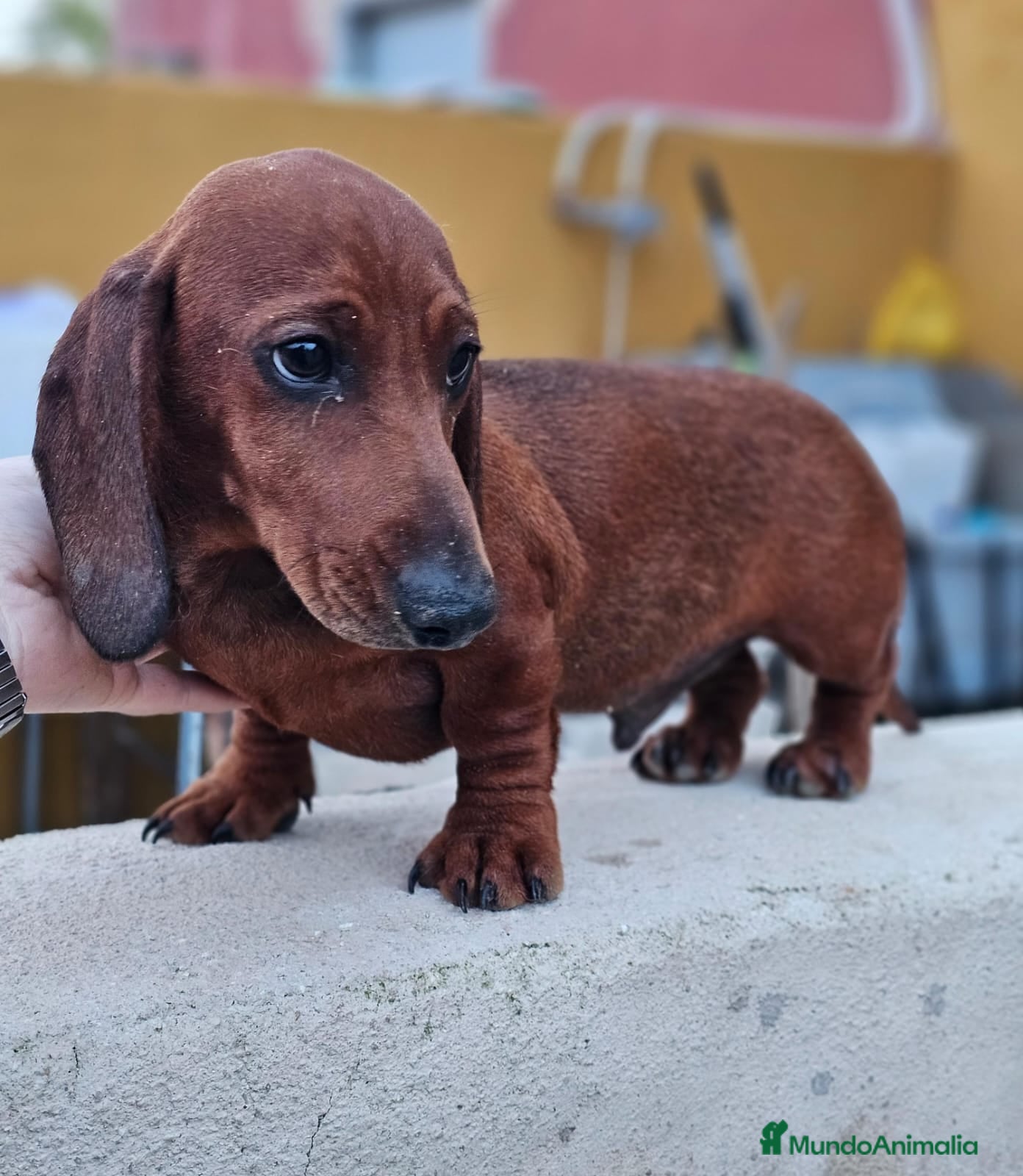 Teckel perros Teckel precio real  - Anuncio 1