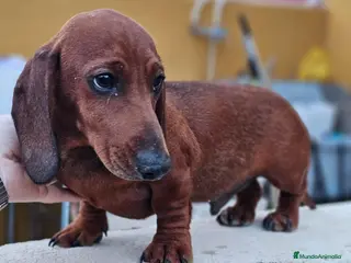 Teckel perros en venta: Teckel precio real - Anuncio 1