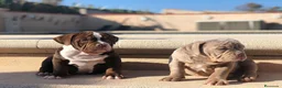 American Bully perros en venta: American Bully  en Illes Balears - Anuncio 3