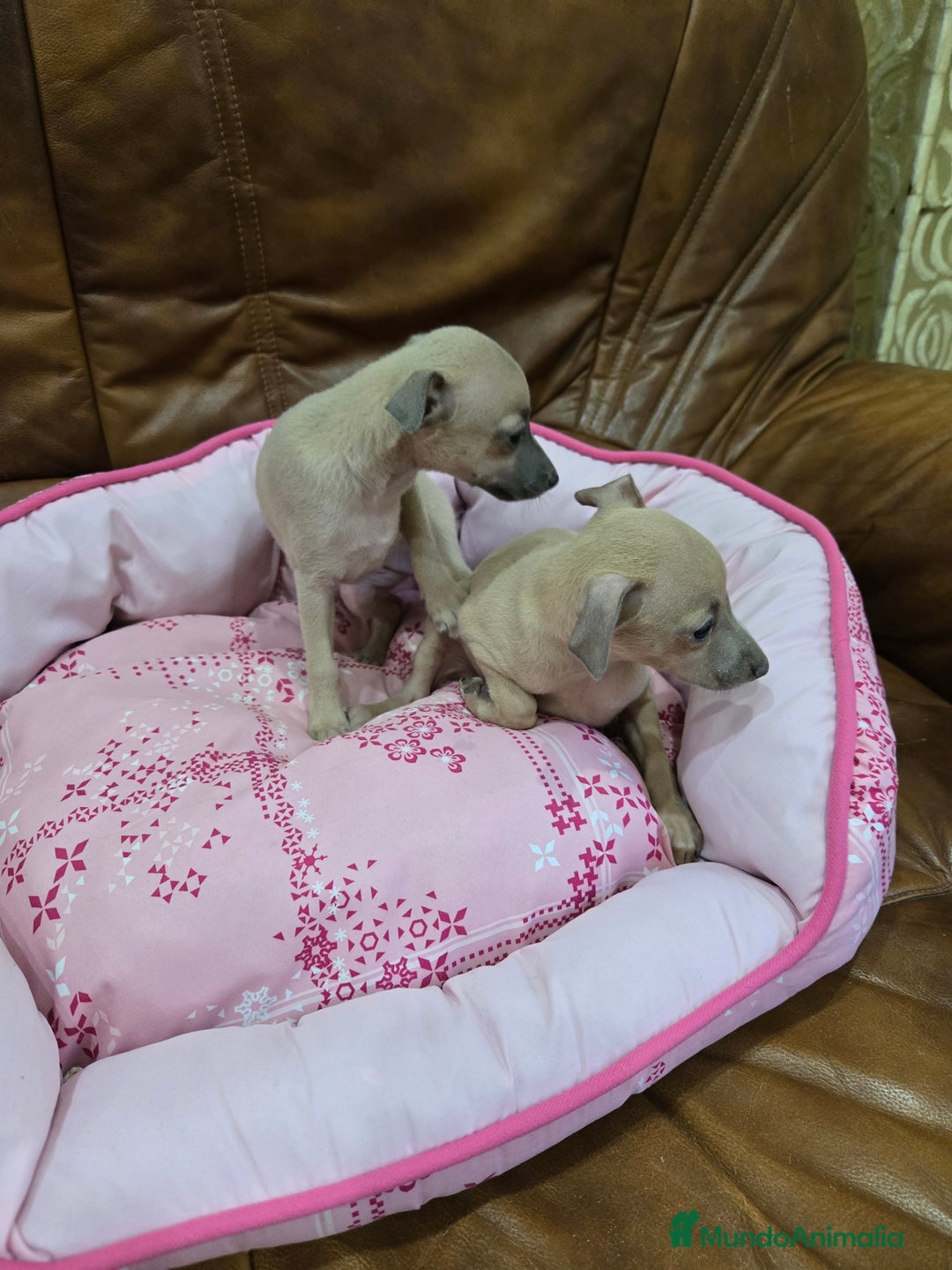 Pequeño Lebrel Italiano perros en venta: Piccolo italiano - Anuncio 7