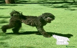 Caniche Enano perros en venta: Caniche negro - Imagen 2