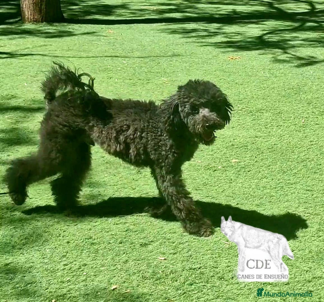 Caniche Enano perros en venta: Caniche negro - Imagen 2