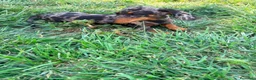 Teckel Miniatura perros en venta: Teckel miniatura  - Anuncio 3