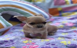 Chihuahua perros en venta: Hembrita chihuahua toy - Imagen 13