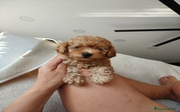 Caniche Enano perros en venta: Caniche apricot  - Imagen 3