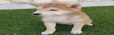 Shiba Inu Cachorro 2