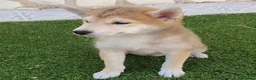 Shiba Inu perros en venta: Shiba Inu Cachorros - Anuncio 7