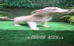 Border Collie perros en venta: BORDER COLLIE color lilac - Imagen 26