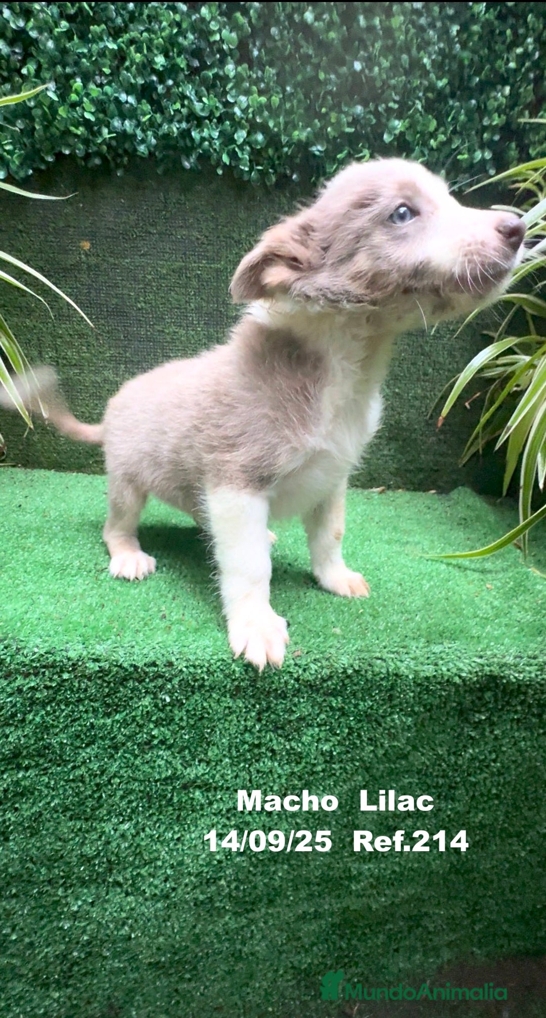 Border Collie perros en venta: BORDER COLLIE color lilac - Imagen 26