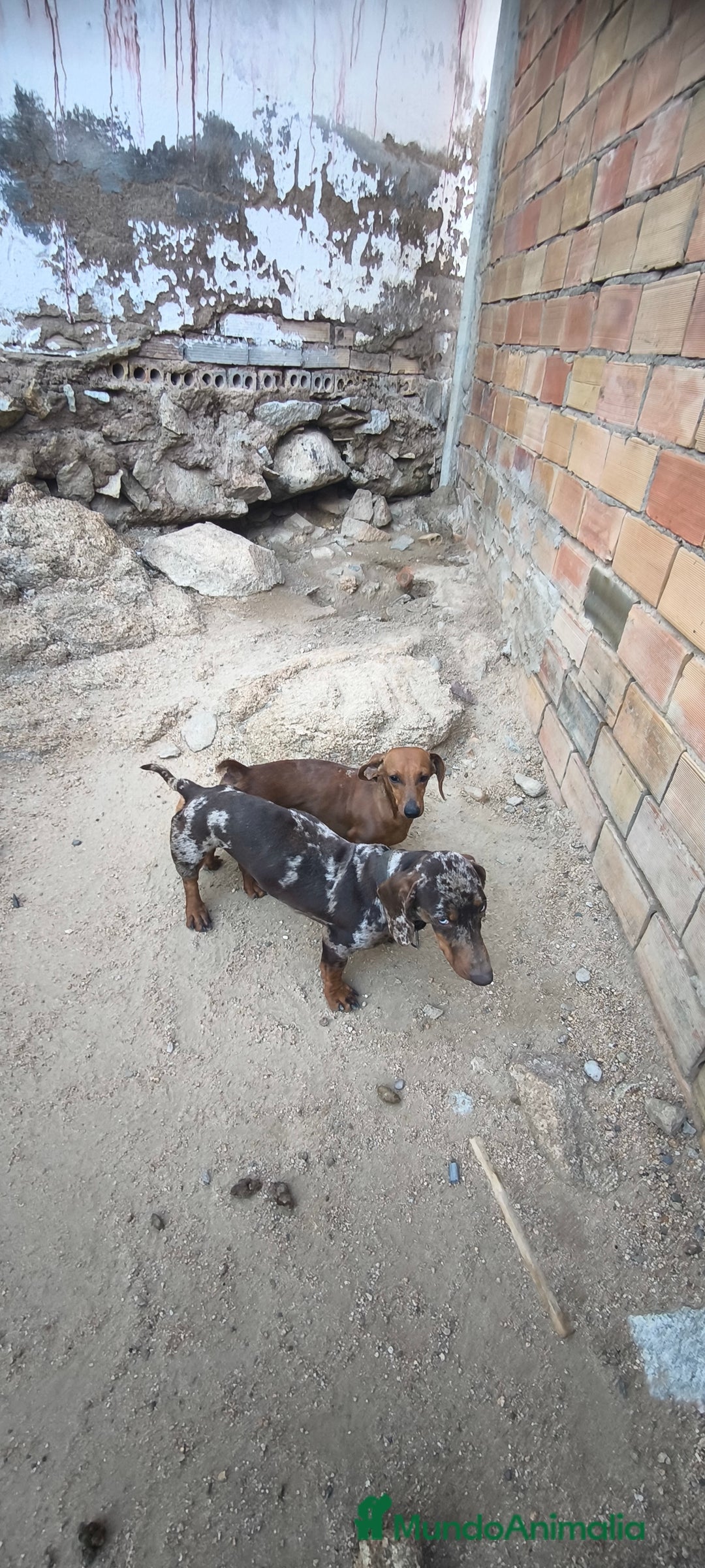 Teckel Miniatura perros en venta: camada teckel arlequín y todos los colores  - Anuncio 3