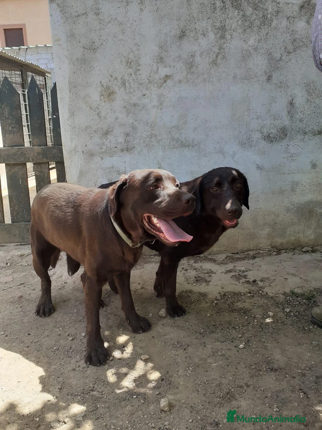 Labrador Retriever perros en venta: camada de labrador chocolate - Anuncio 2