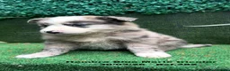 Border Collie perros en venta: BORDER COLLIE DE VILLA BIZNAGA. Hembra Blue Merle - Anuncio 6