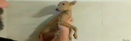 Pequeño Lebrel Italiano perros en venta: GALGO RETRIEVER ENANO ISABELINO - Anuncio 3