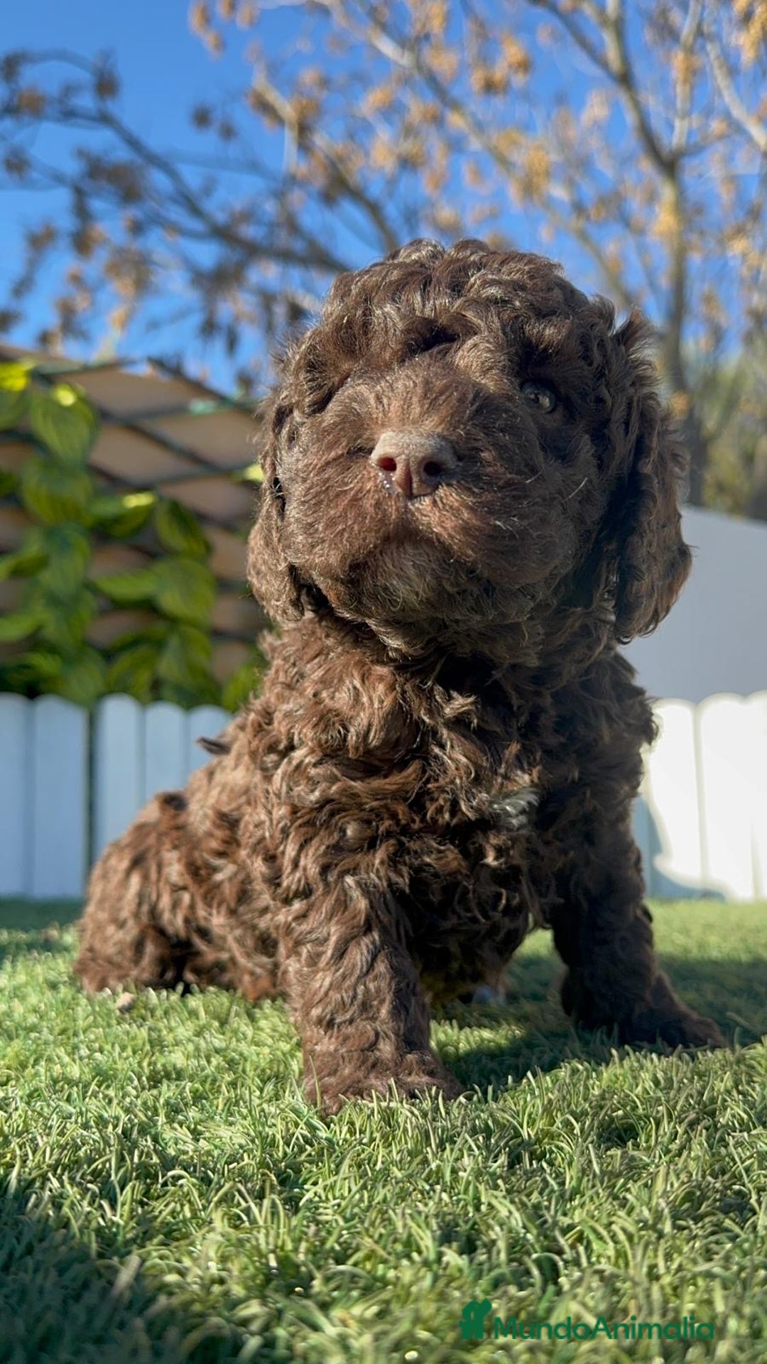 Perro de Agua Español perros en venta: PERRO DE AGUA ESPAÑOL - Anuncio 4