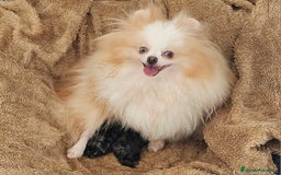 Pomerania perros en venta: Hembra Merle  - Imagen 6