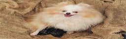Pomerania perros en venta: Hembra Merle  - Anuncio 6