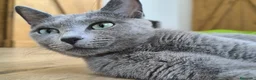 Azul Ruso gatos en venta: Camada de azul ruso - Anuncio 1