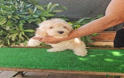 Maltipoo perros en venta: Maltipoo - Imagen 2