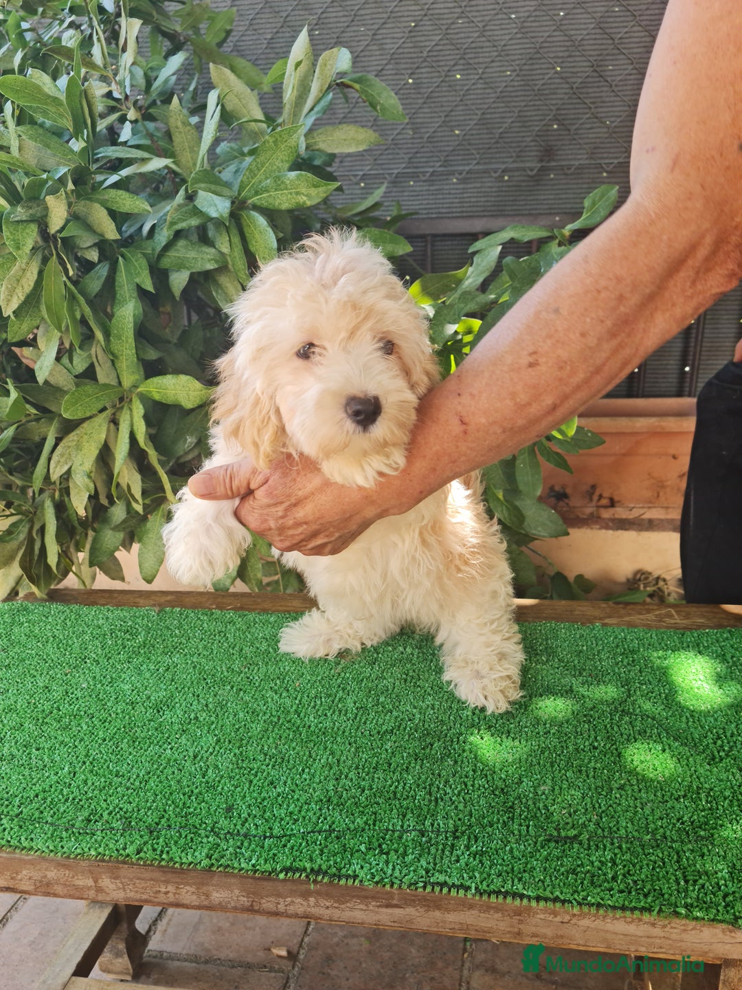 Maltipoo perros en venta: Maltipoo - Imagen 2