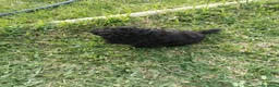 Caniche Toy perros en venta: Último machitode caniche toy phanton!! - Anuncio 3