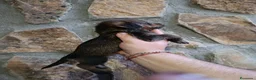 Teckel Miniatura perros en venta: Teckel mini de pelo duro  - Anuncio 6