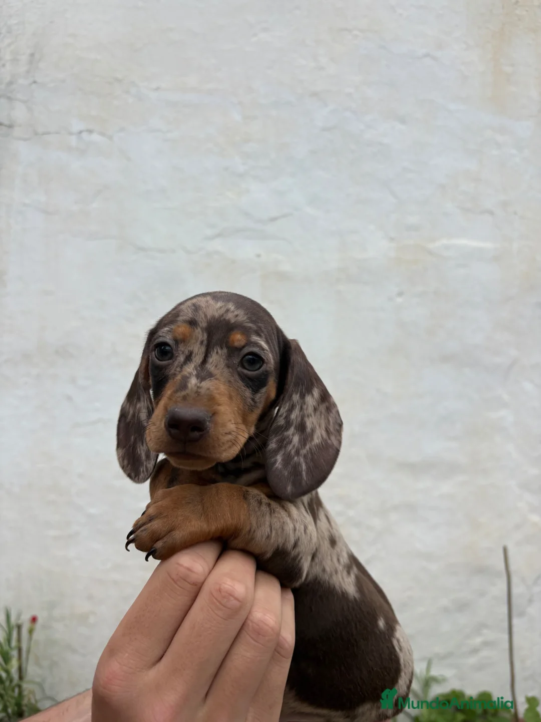 Teckel perros en venta: Teckels kaninchen  - Anuncio 2