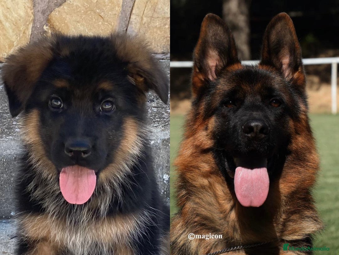 Pastor Alemán perros en venta: Cachorros de pastor alemán  en Salamanca - Imagen 26