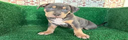 American Pit Bull Terrier perros en venta: pitbull - Anuncio 3