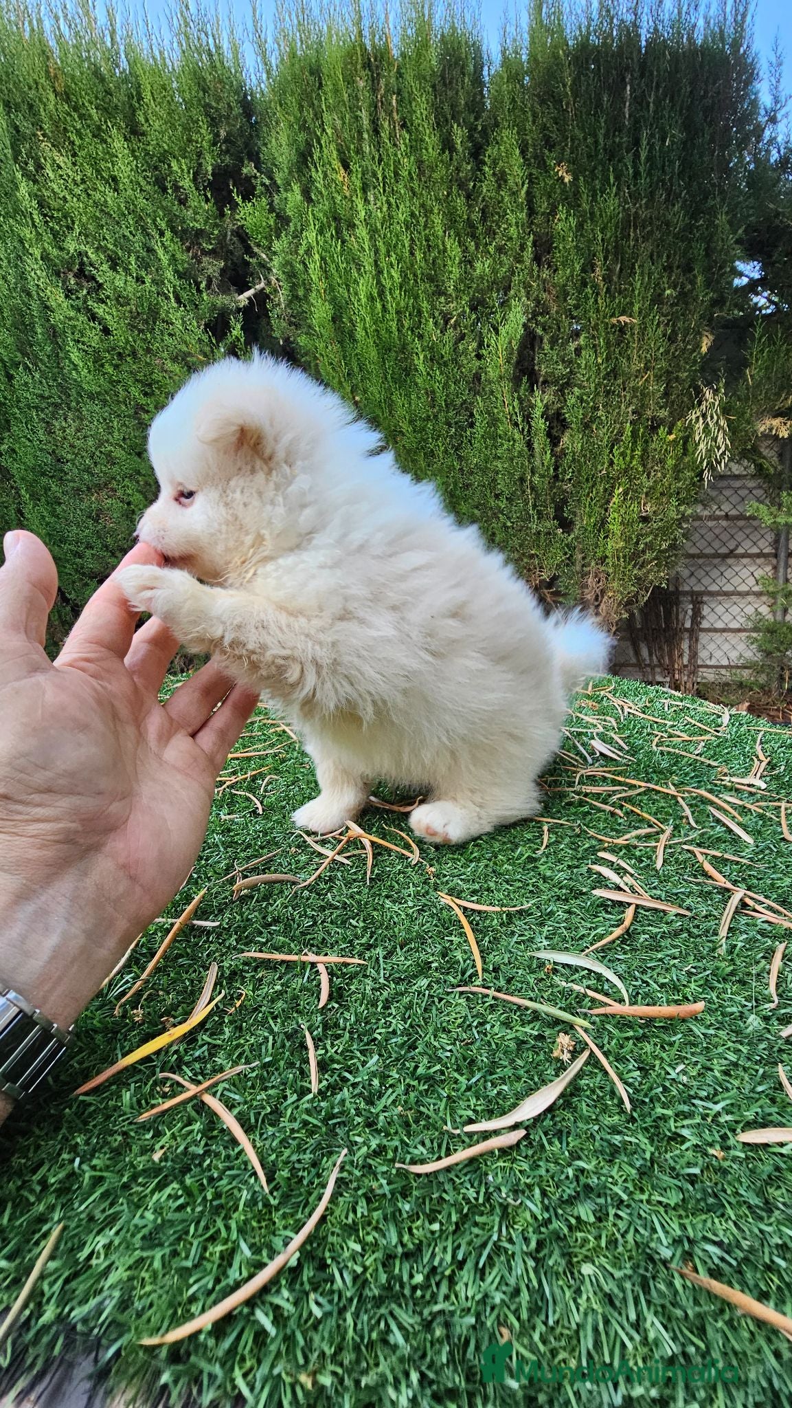 Pomerania perros Pomerania carita de oso  - Anuncio 1