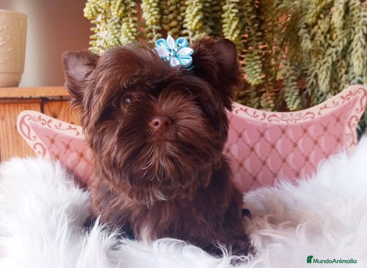 Yorkshire Terrier perros Exclusivos Yorkshire Chocolate toy - Anuncio 5