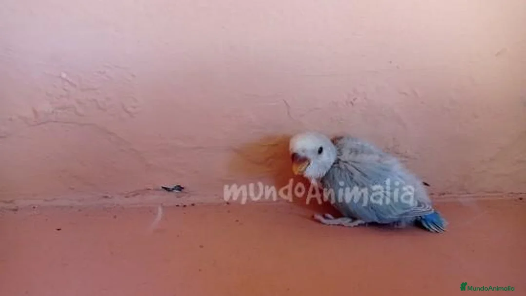 Imagen de galería {{count}}