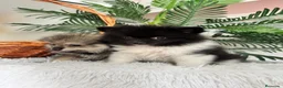 Pomerania perros en venta: POMERANIA  - Anuncio 22