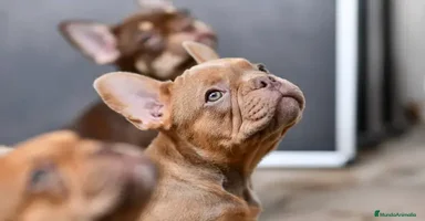 Bulldog Francés perros BULLDOG FRANCES EXOTICOS  - Anuncio 2