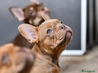Bulldog Francés perros - Anuncio 28