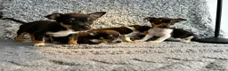 Chihuahua perros en venta: Chihuahua machos  - Anuncio 5