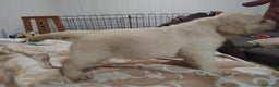 Labrador Retriever perros en venta: Labrador retriever dorado  - Anuncio 2