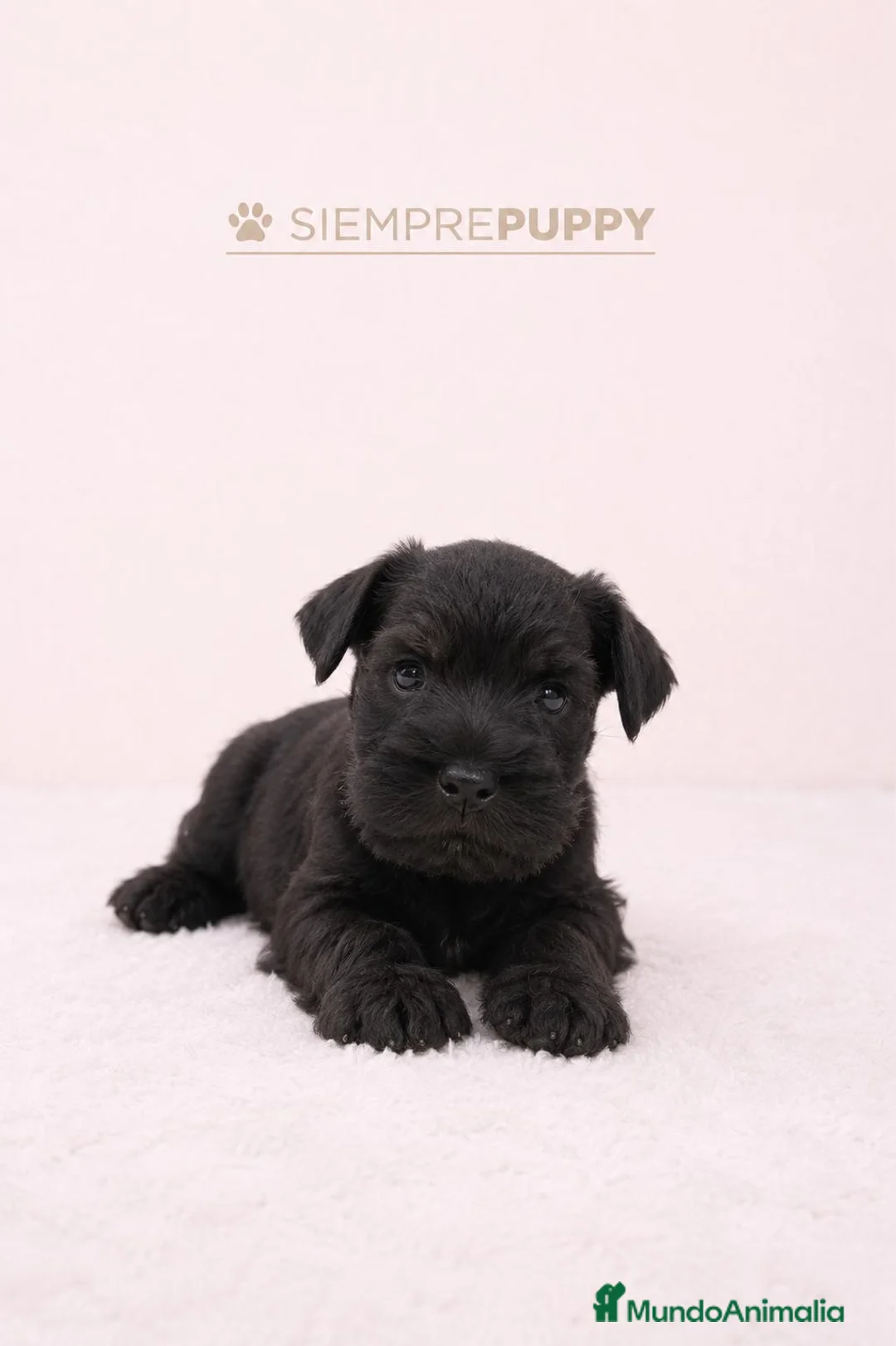 Schnauzer Miniatura perros en venta: SCHNAUZER MINIATURA NEGRO - Anuncio 2