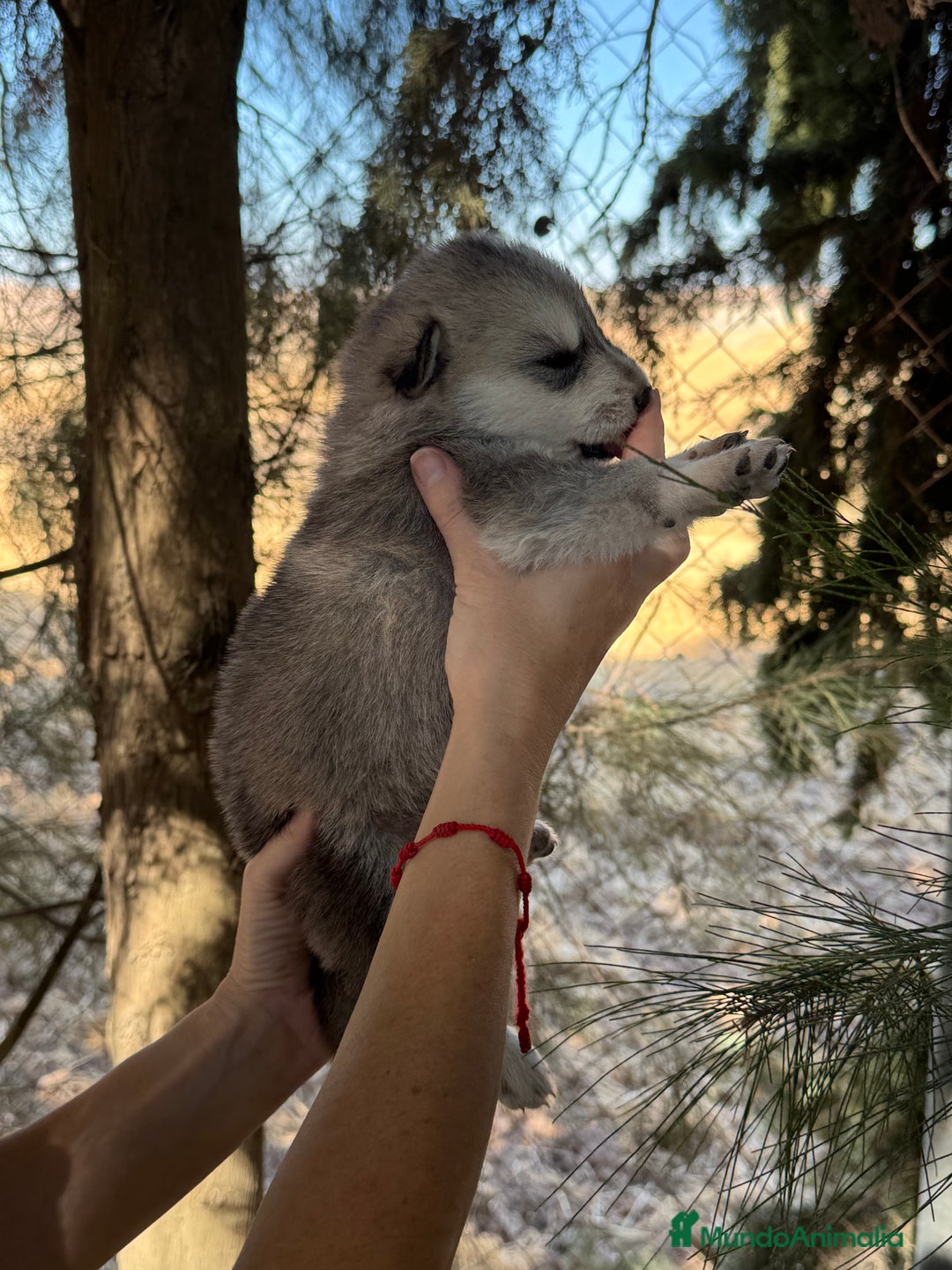 Raza Mixta perros en venta: Husky Siberiano y Lobo Artico - Imagen 13