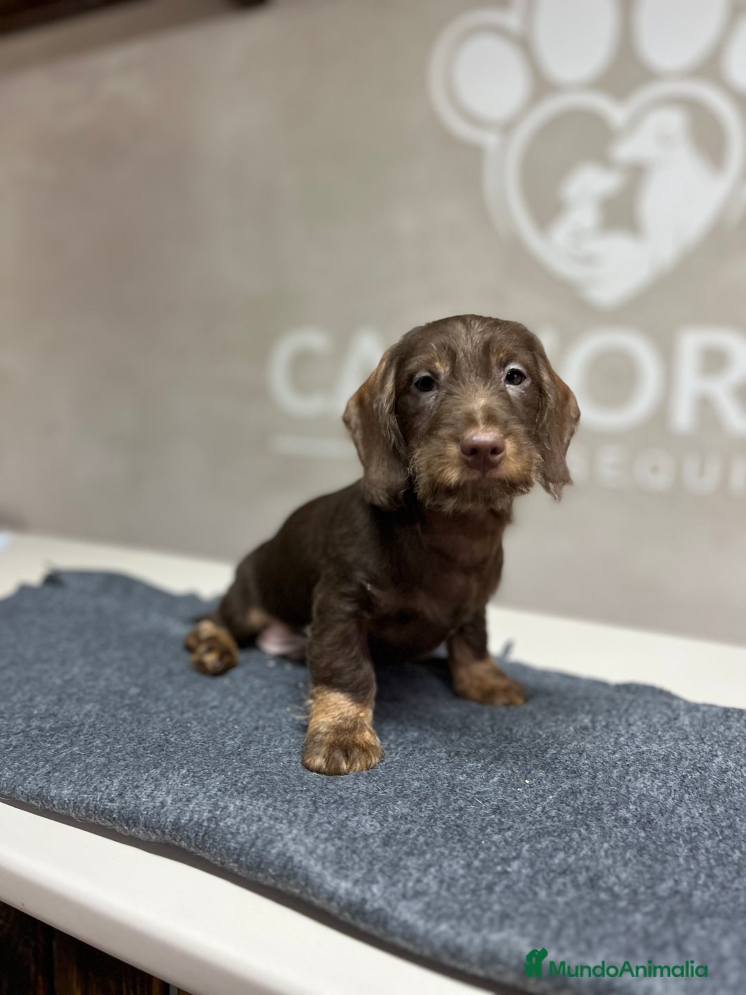 Teckel perros en venta: Teckel pelo duro chocolate  - Anuncio 3