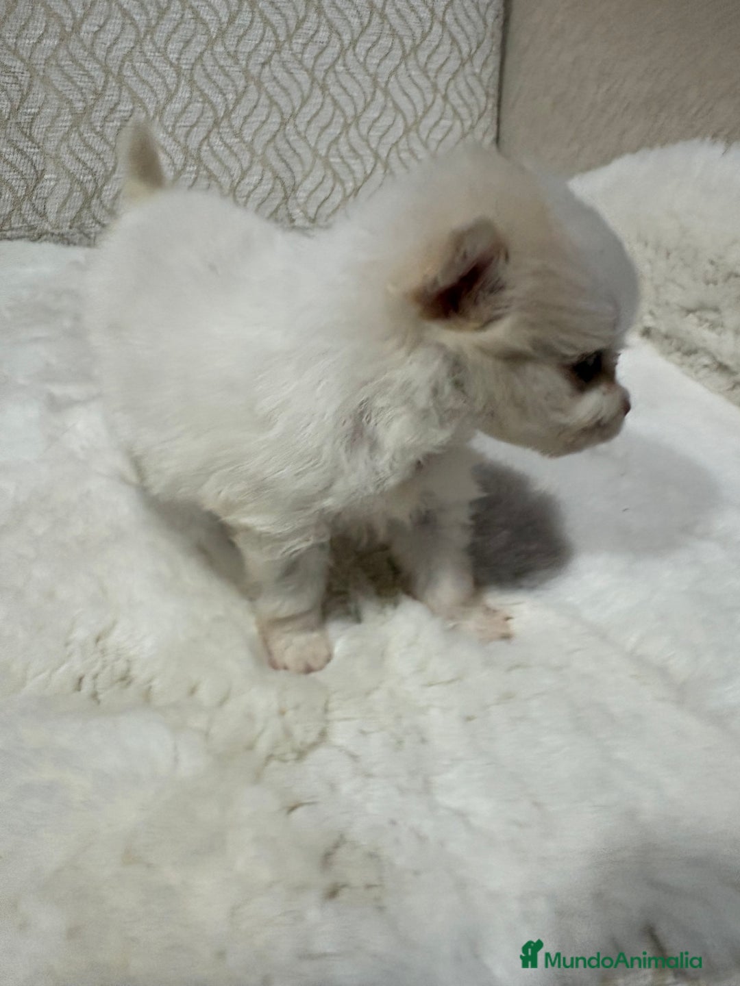 Pomerania perros en venta: Lulu Pomerania Toy hembra naranja blanca  - Anuncio 12