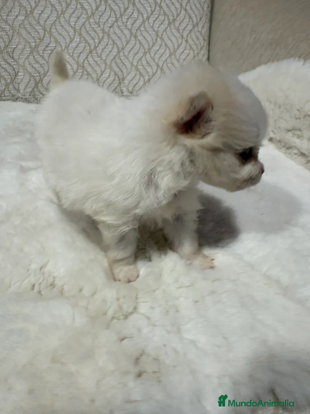 Pomerania perros en venta: Lulu Pomerania Toy hembra naranja blanca  - Anuncio 12