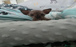 Sphynx gatos en venta: Sphynx calidad y selección  - Imagen 3