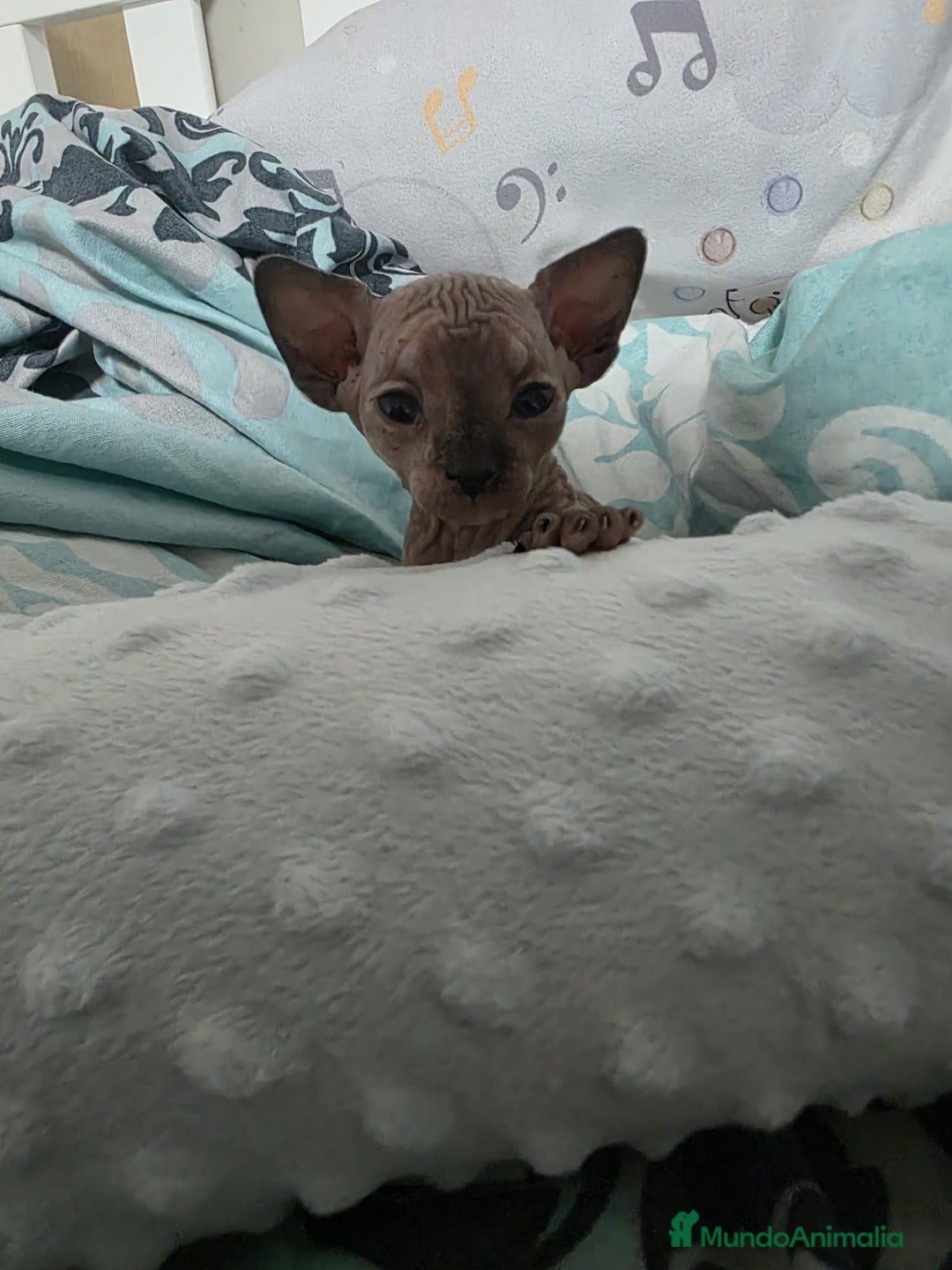 Sphynx gatos en venta: Sphynx calidad y selección  - Imagen 3