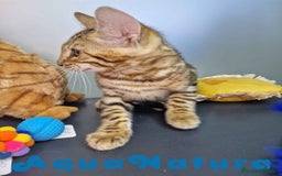 Bengalí gatos en venta: Bengali Macho 4605 AQUANATURA - Imagen 5