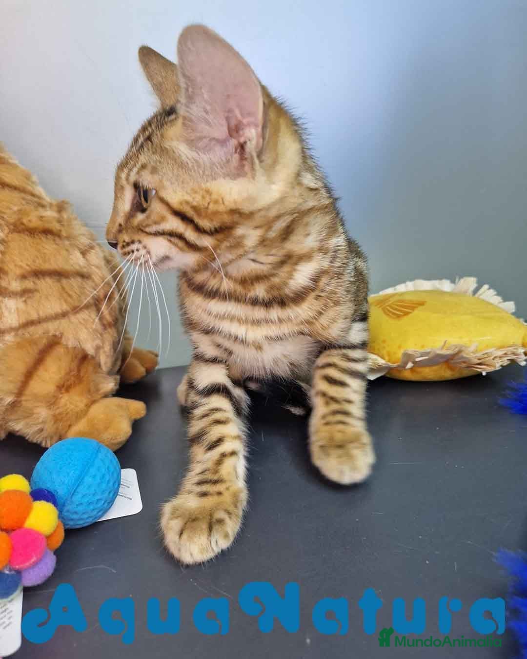 Bengalí gatos en venta: Bengali Macho 4605 AQUANATURA - Imagen 5